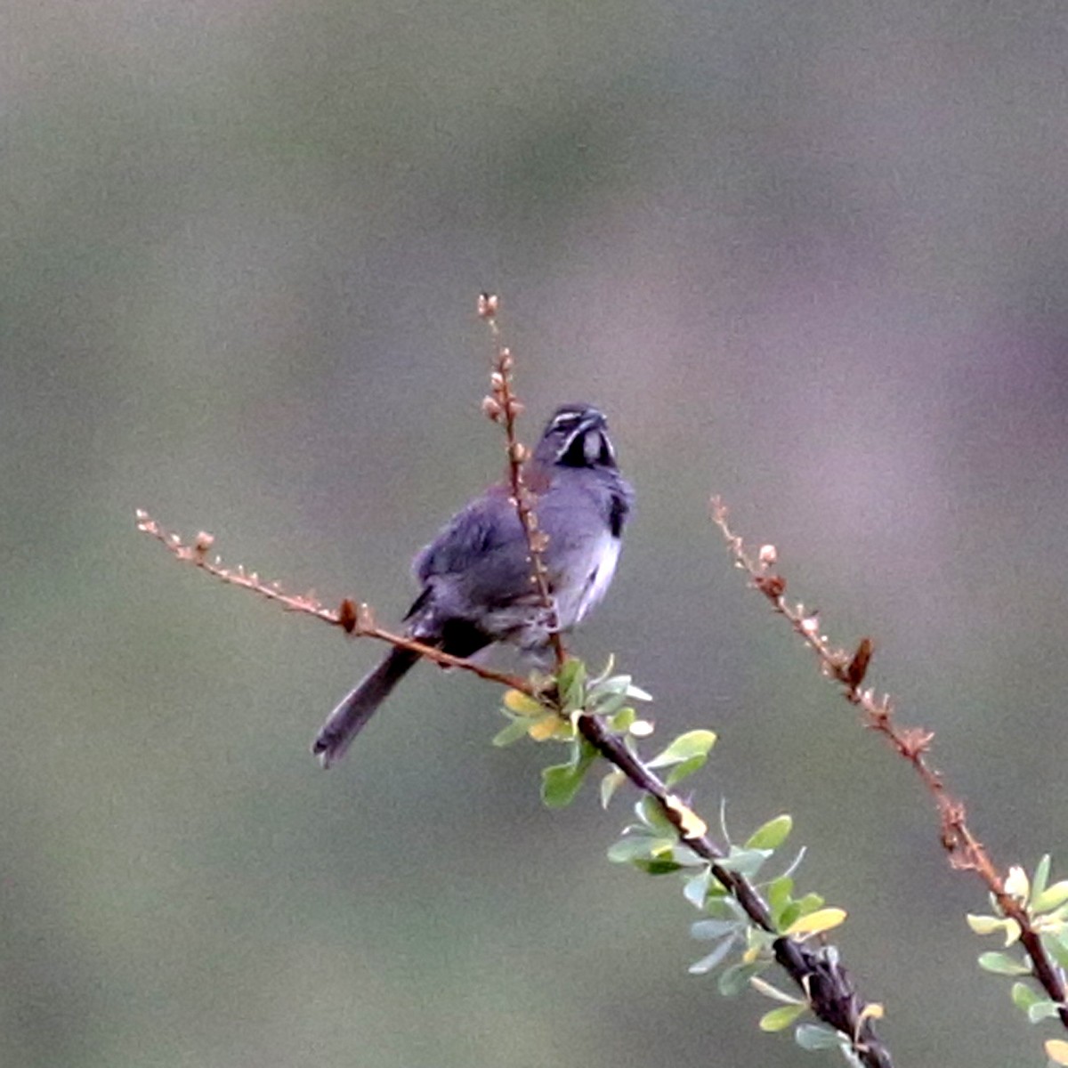 Five-striped Sparrow - ML620770661