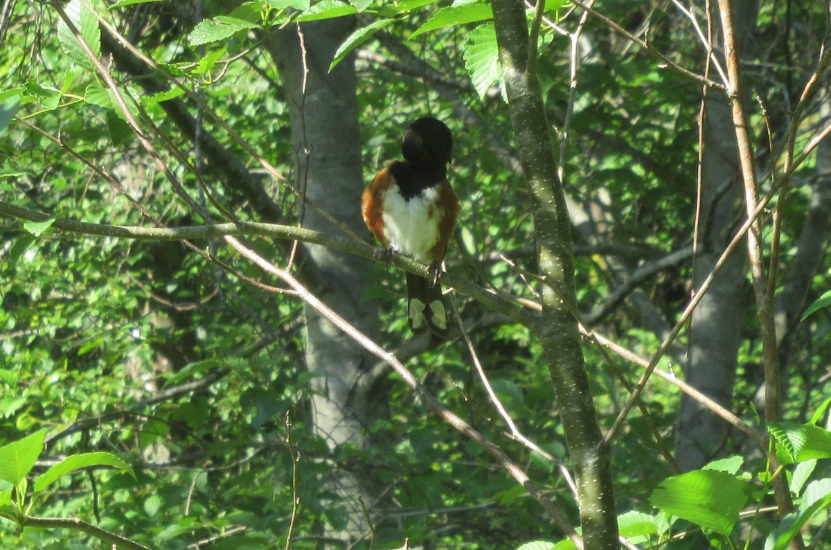 Spotted Towhee - ML620770665