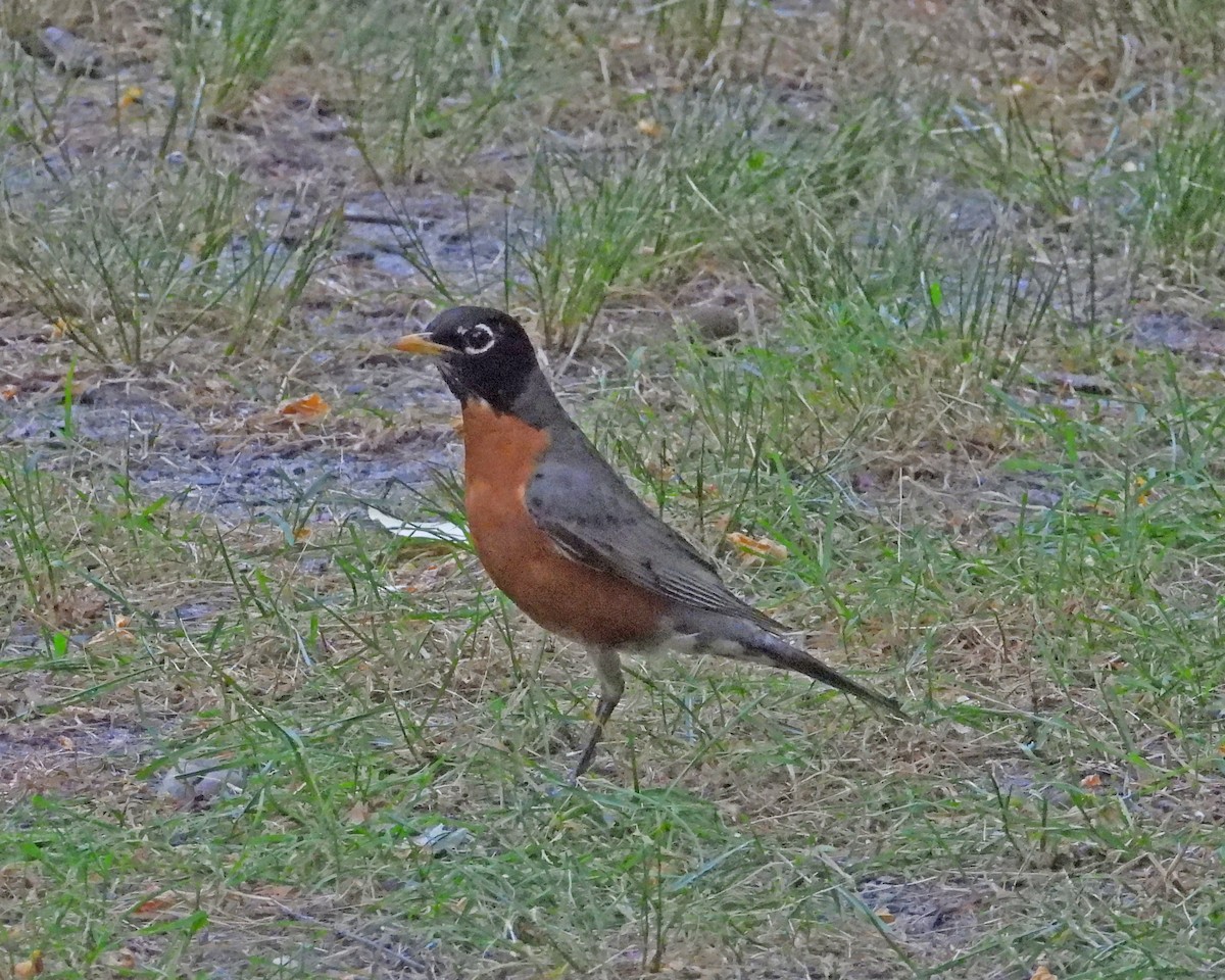 American Robin - ML620770667