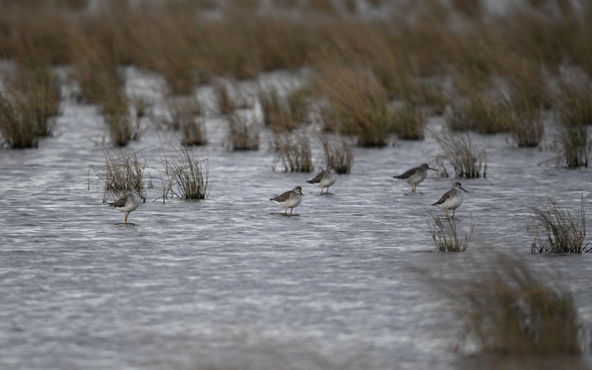 Greater Yellowlegs - ML620770669