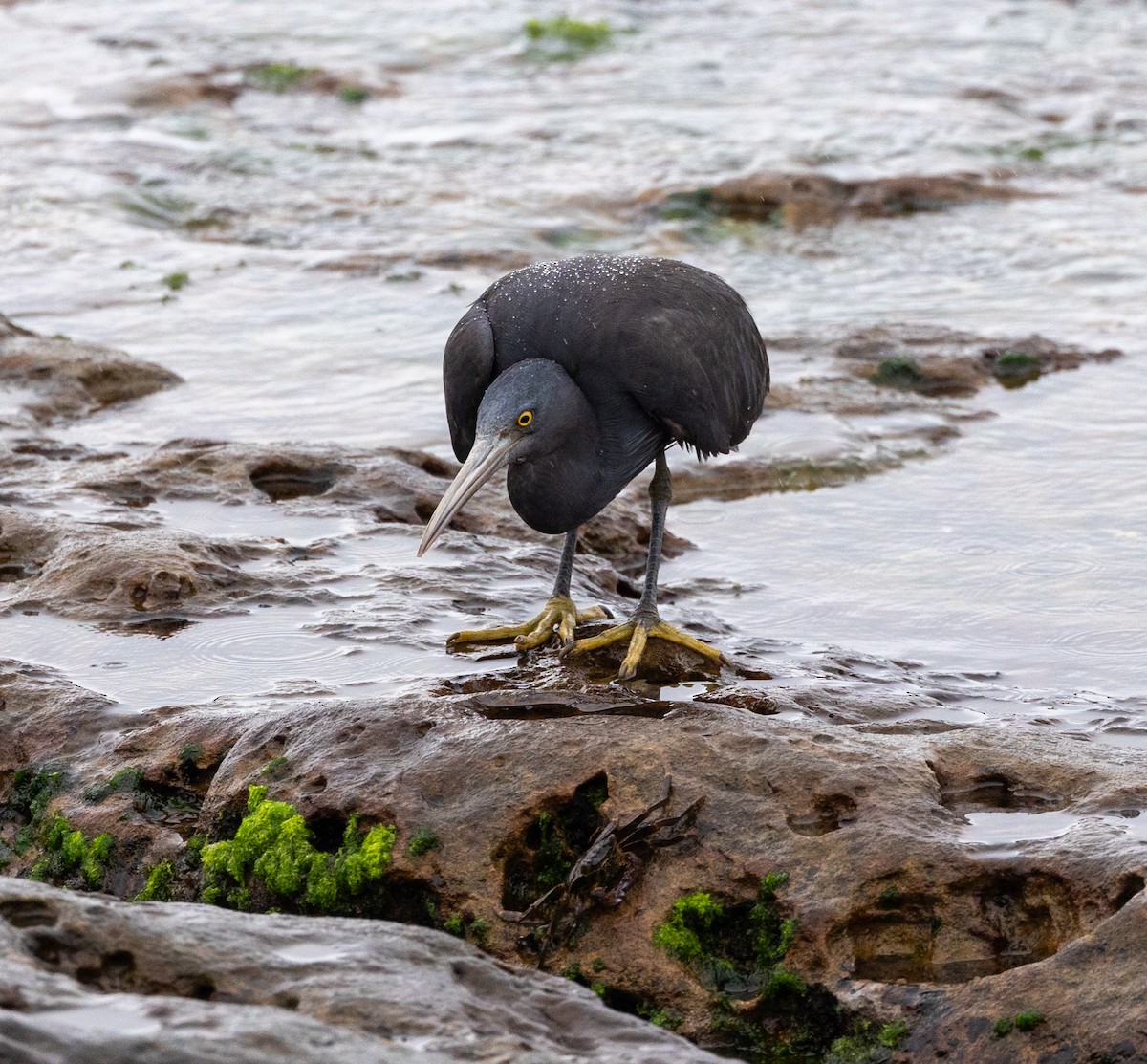 Pacific Reef-Heron - ML620770671