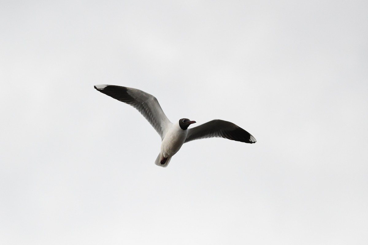 Gaviota Cahuil - ML620770675