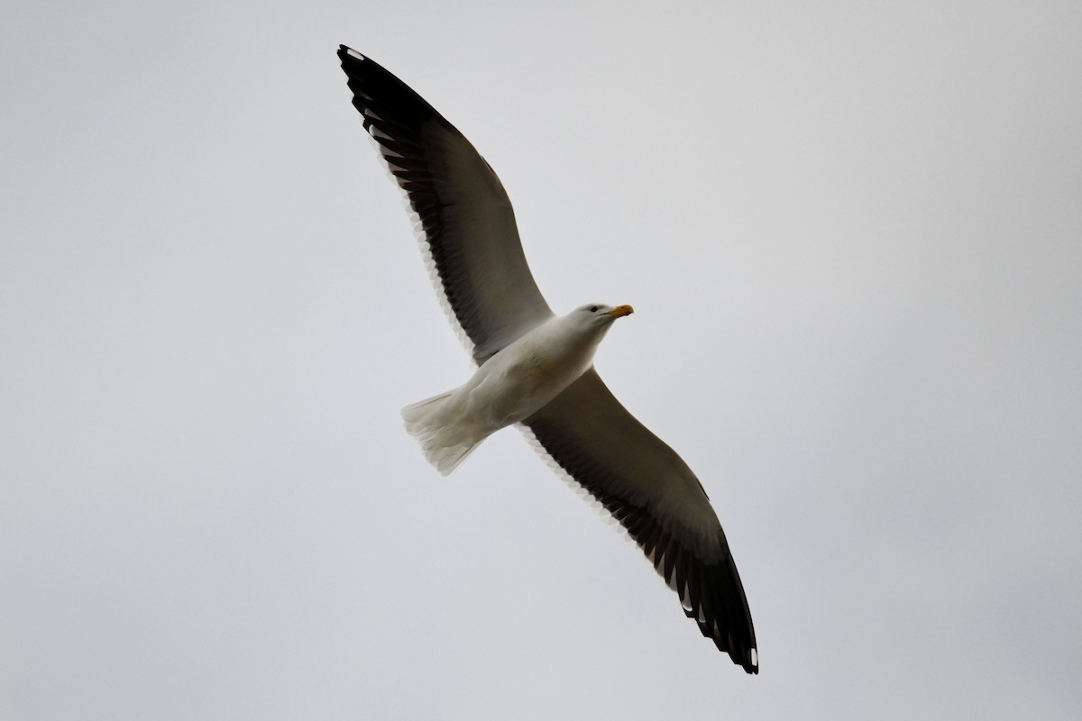 Kelp Gull - ML620770676