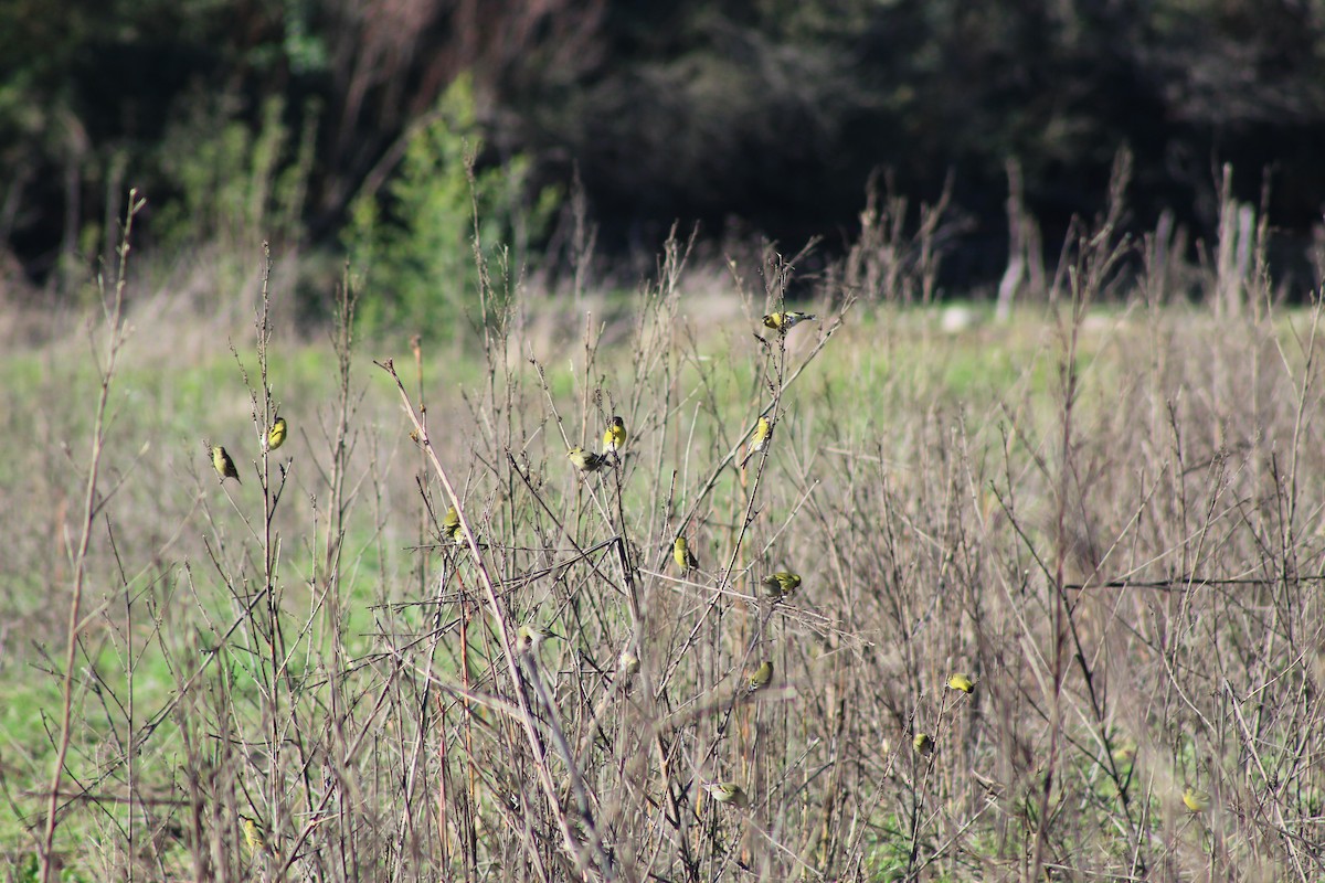 Black-chinned Siskin - ML620770682