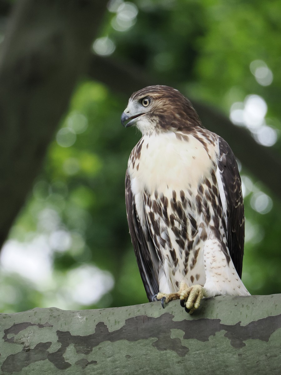 Red-tailed Hawk - ML620770683