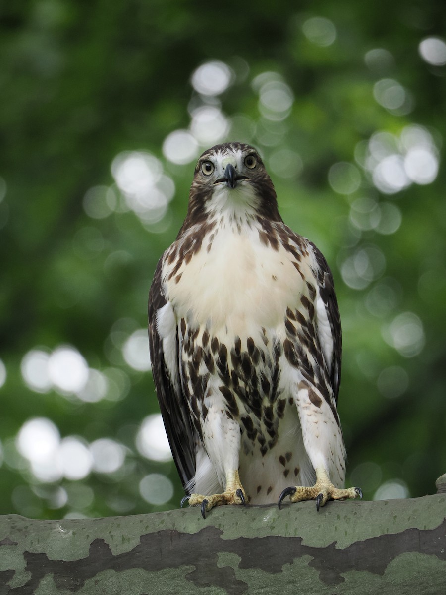 Red-tailed Hawk - ML620770684