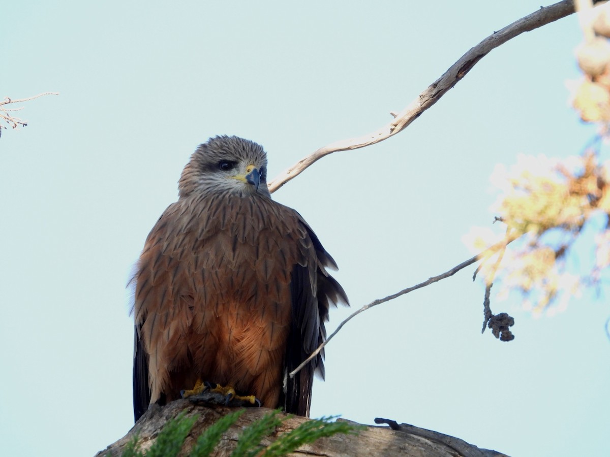 Black Kite - Joanne Thompson