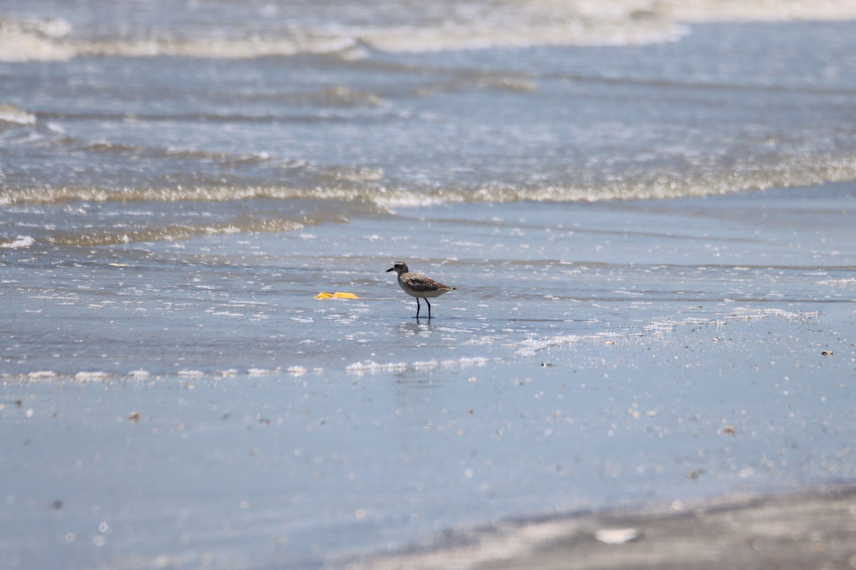 Black-bellied Plover - ML620770690