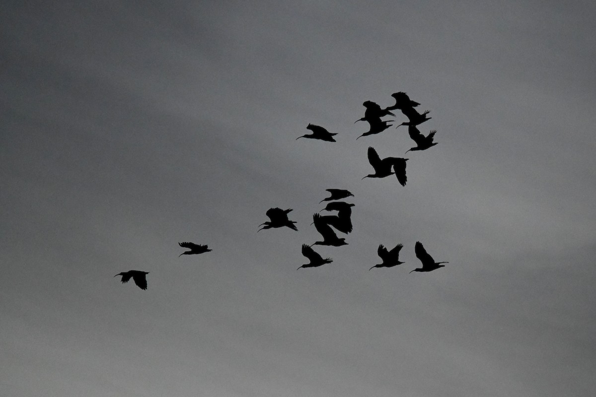 Black-faced Ibis - ML620770691