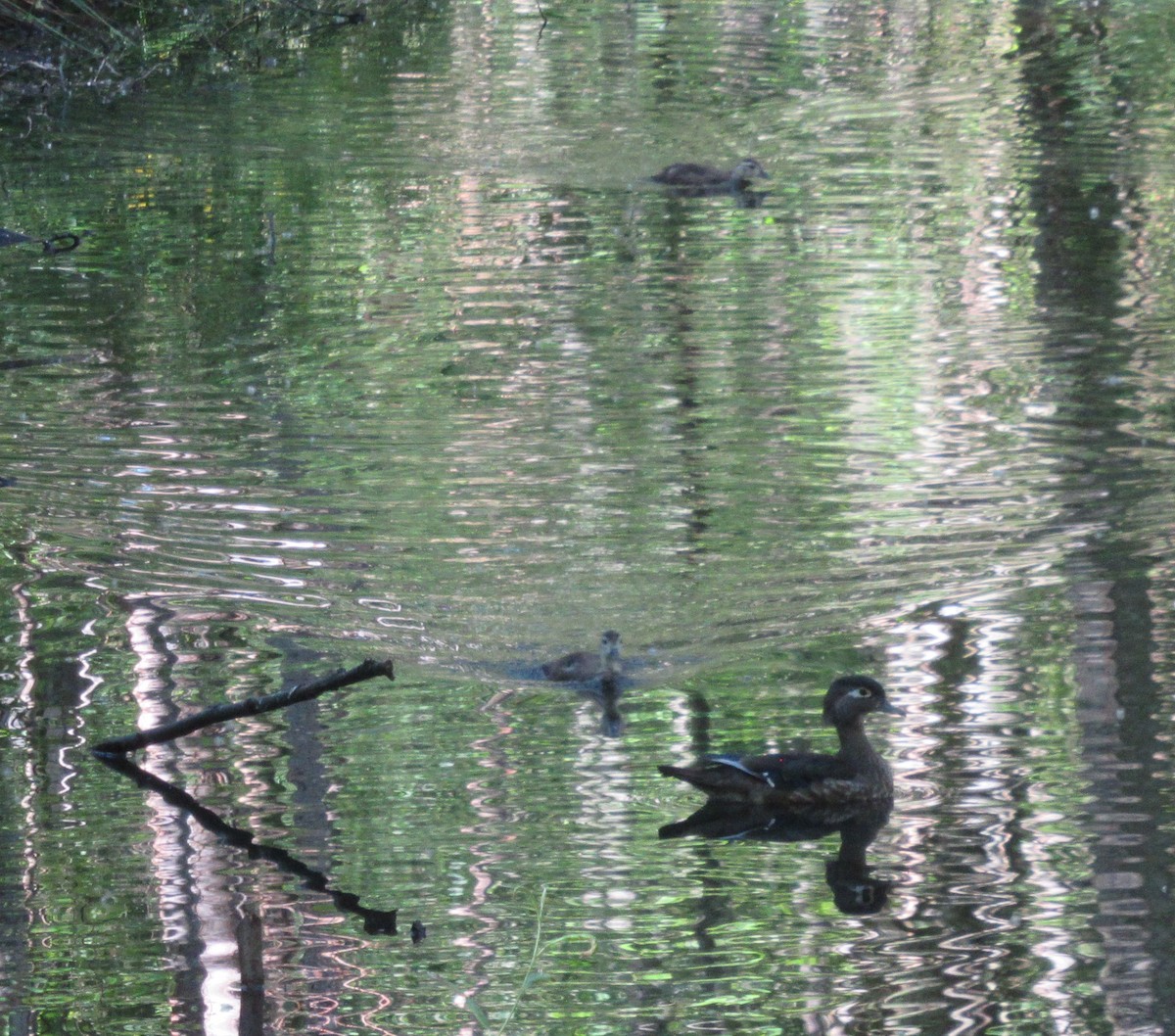 Wood Duck - ML620770695