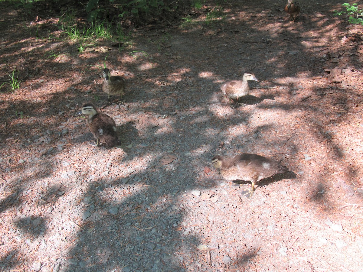 Wood Duck - ML620770696