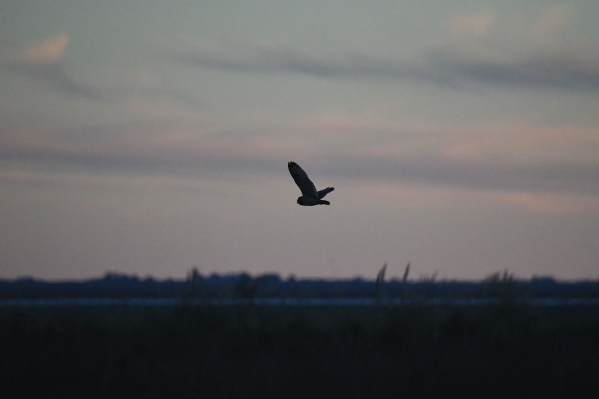 Short-eared Owl - ML620770697