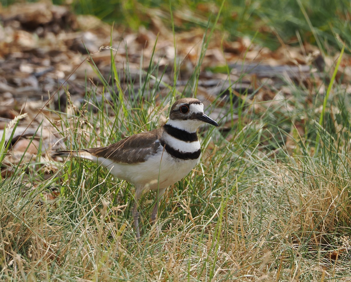 Killdeer - ML620770698