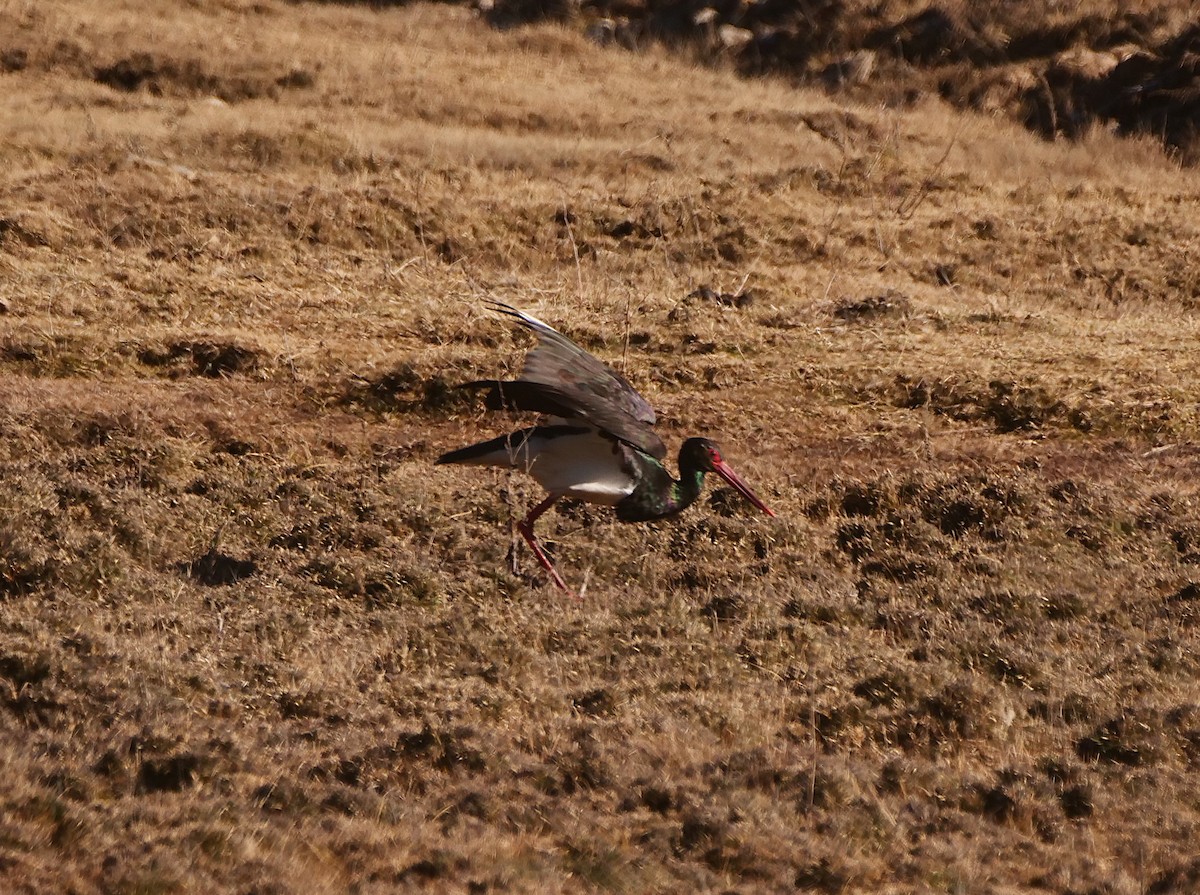 Black Stork - ML620770699