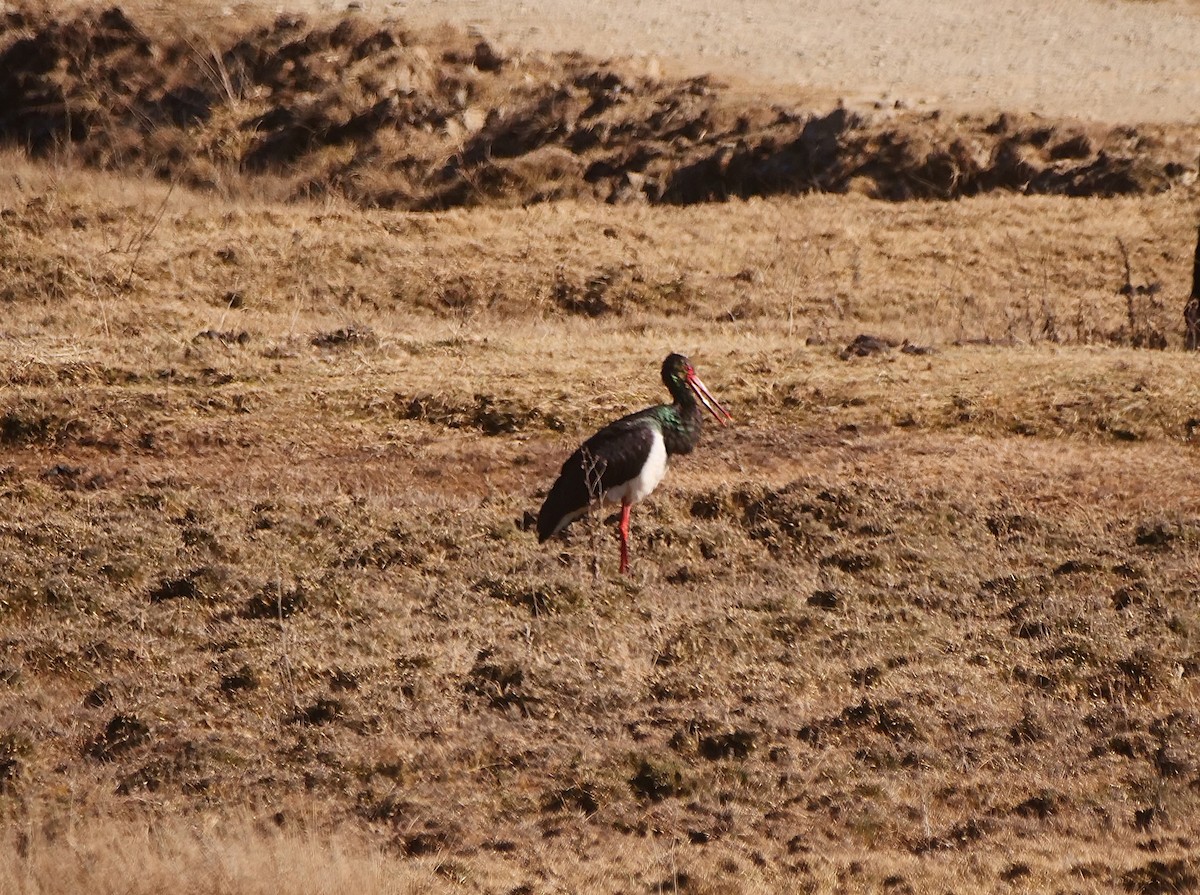 Black Stork - ML620770700