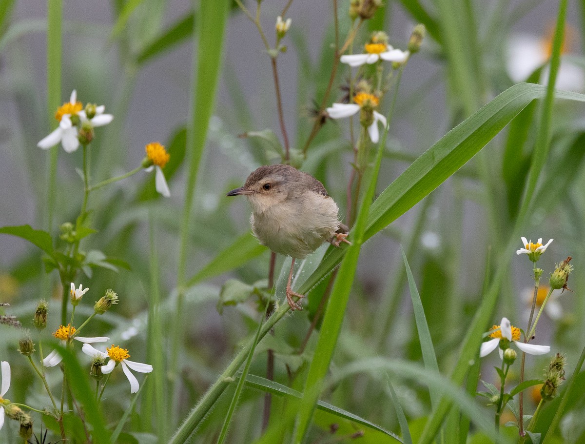 Plain Prinia - ML620770709