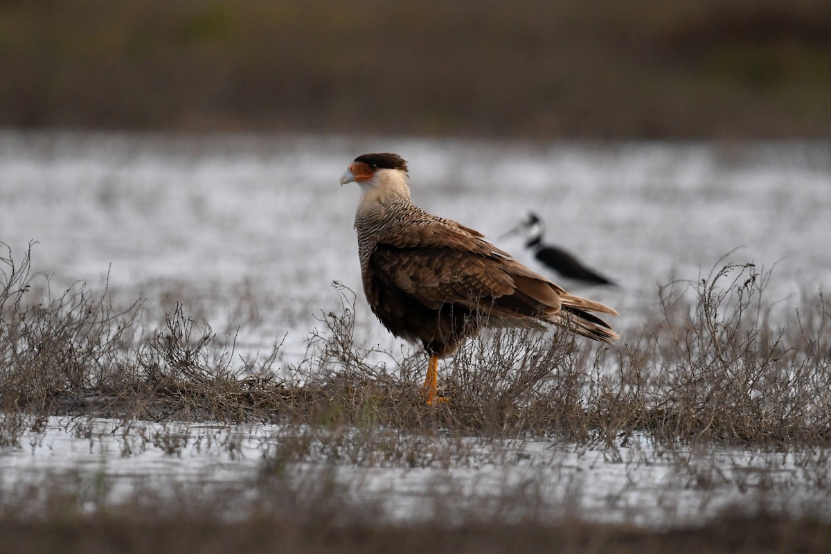 Caracara huppé - ML620770712