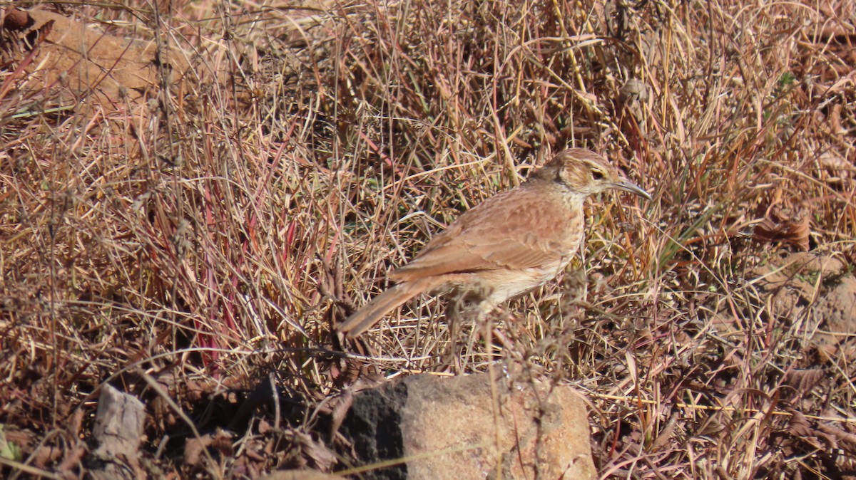 Eastern Long-billed Lark - Ann Kovich