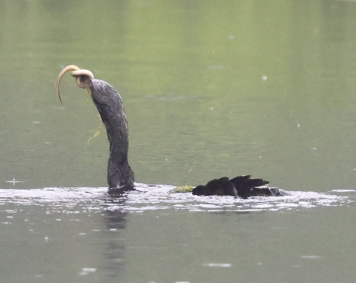 Double-crested Cormorant - ML620770715