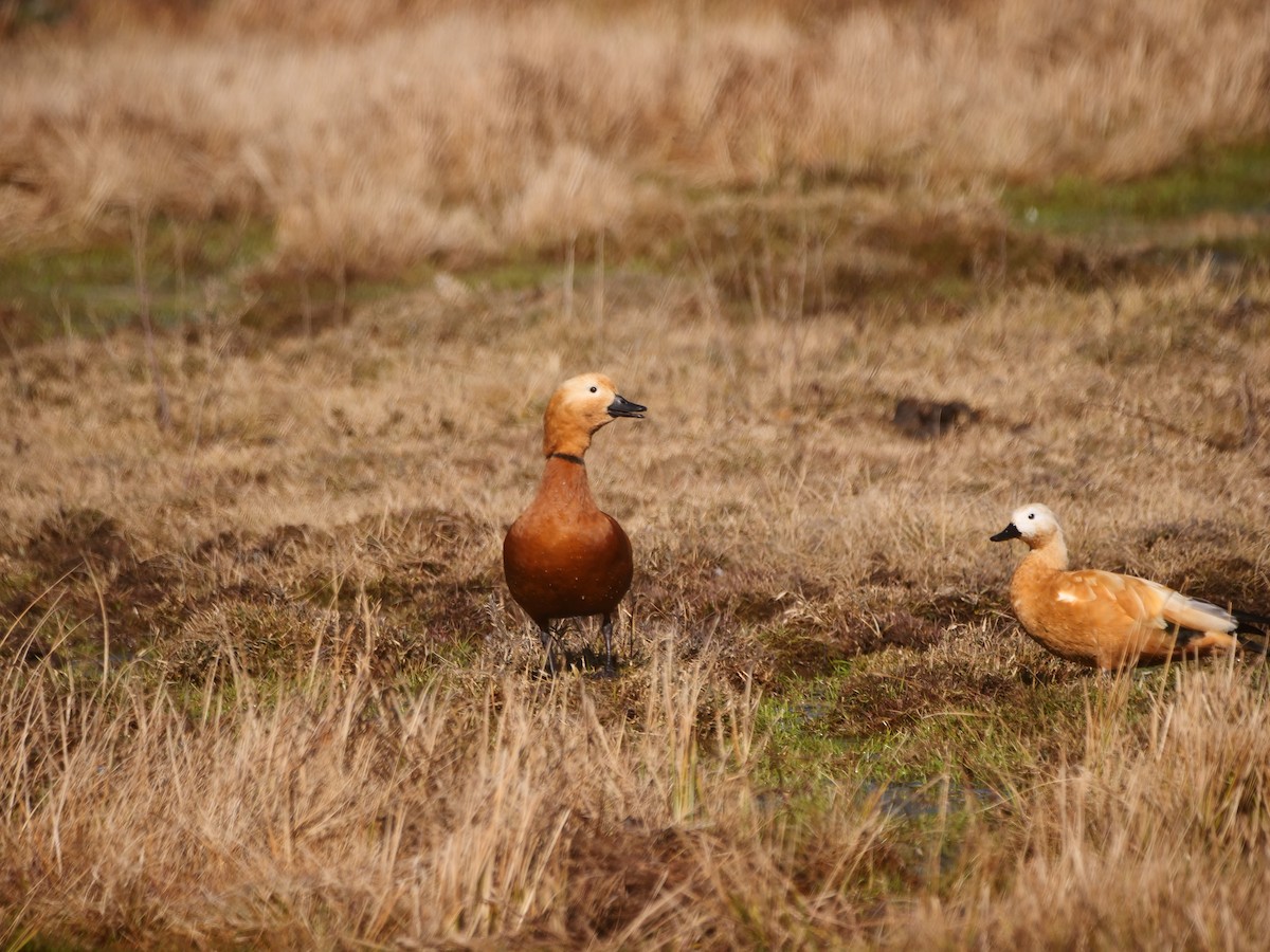 Ruddy Shelduck - ML620770716