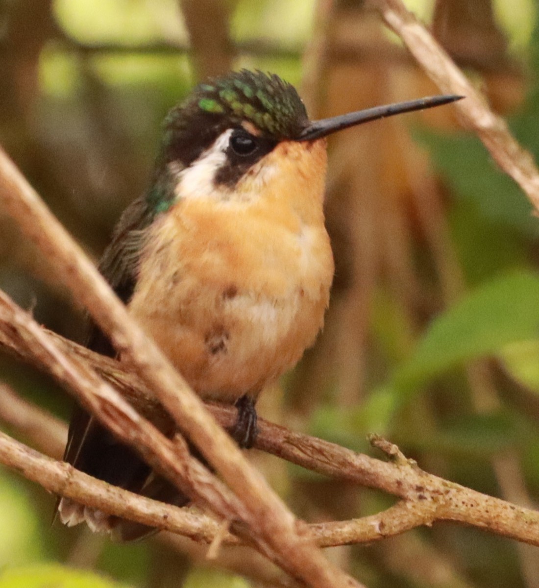 Colibri à gorge pourprée - ML620770717