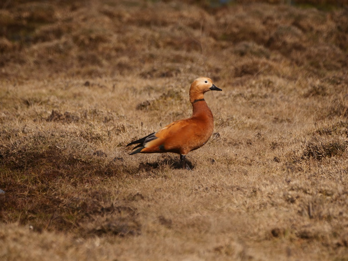 Ruddy Shelduck - ML620770718