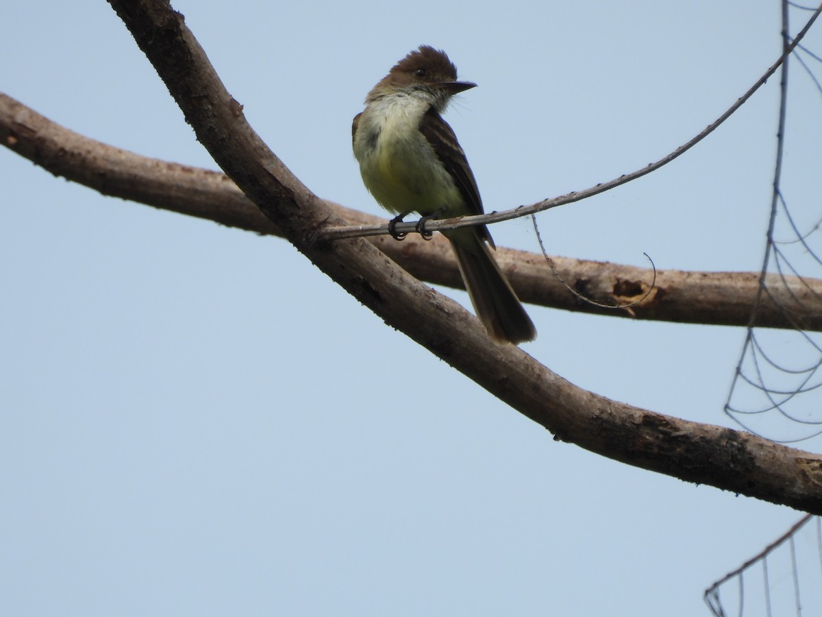 Sad Flycatcher - ML620770724