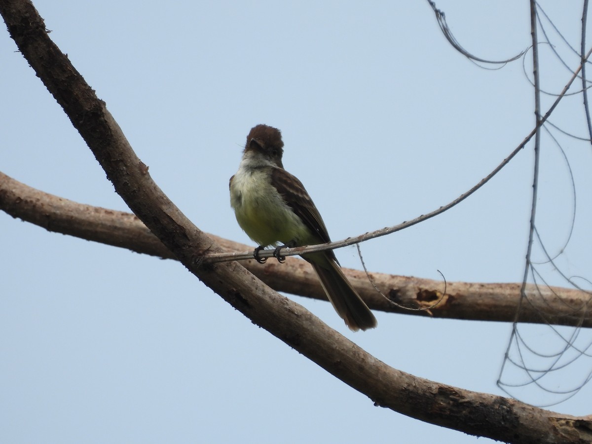 Sad Flycatcher - ML620770726