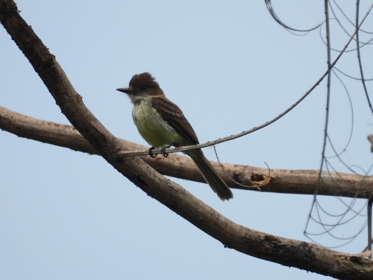 Sad Flycatcher - Kevin Rohling