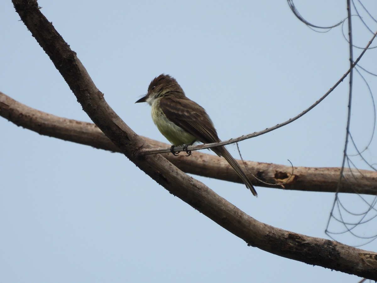 Sad Flycatcher - ML620770729