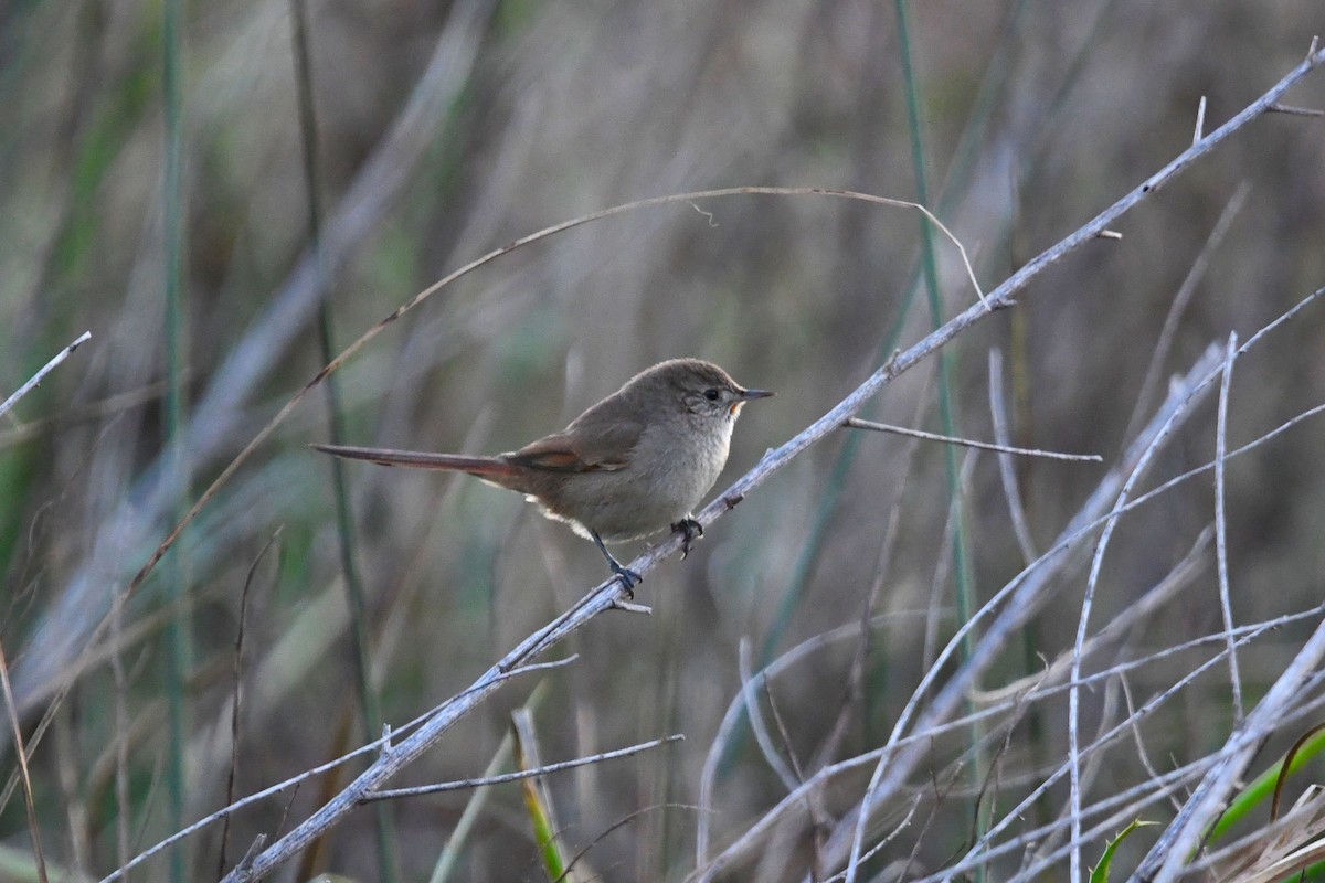 Sharp-billed Canastero - ML620770739