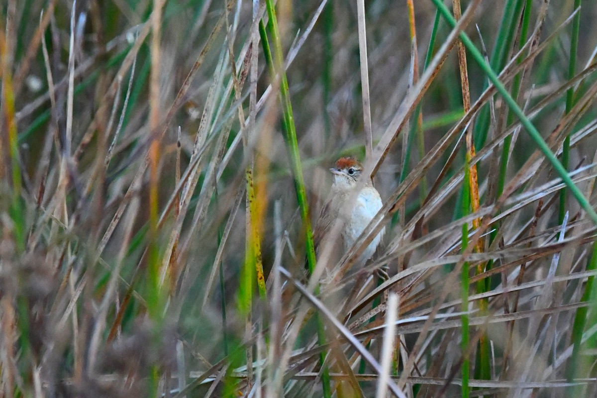 Bay-capped Wren-Spinetail - Camilo Garcia Gonzalez