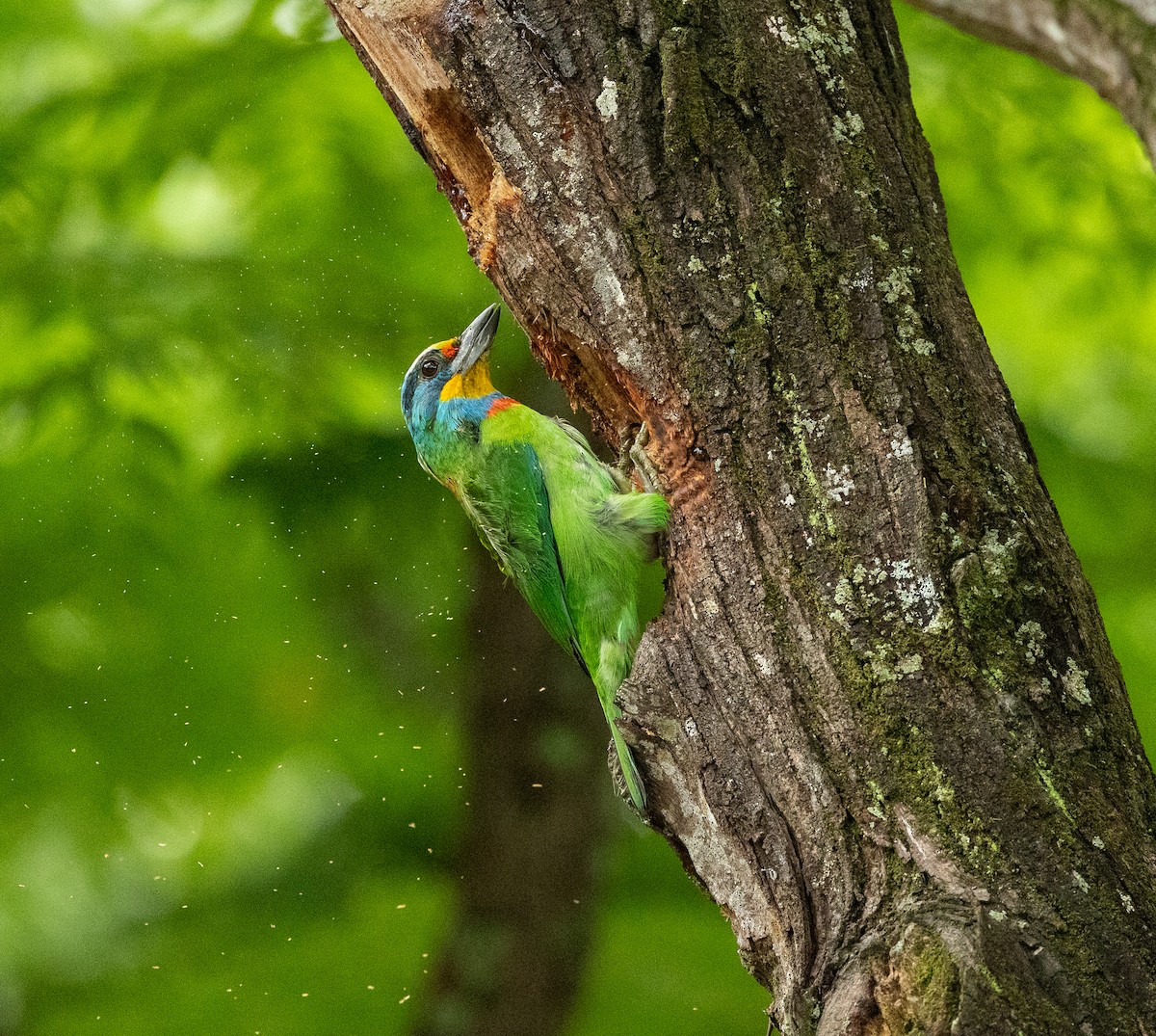 Taiwan Barbet - ML620770754