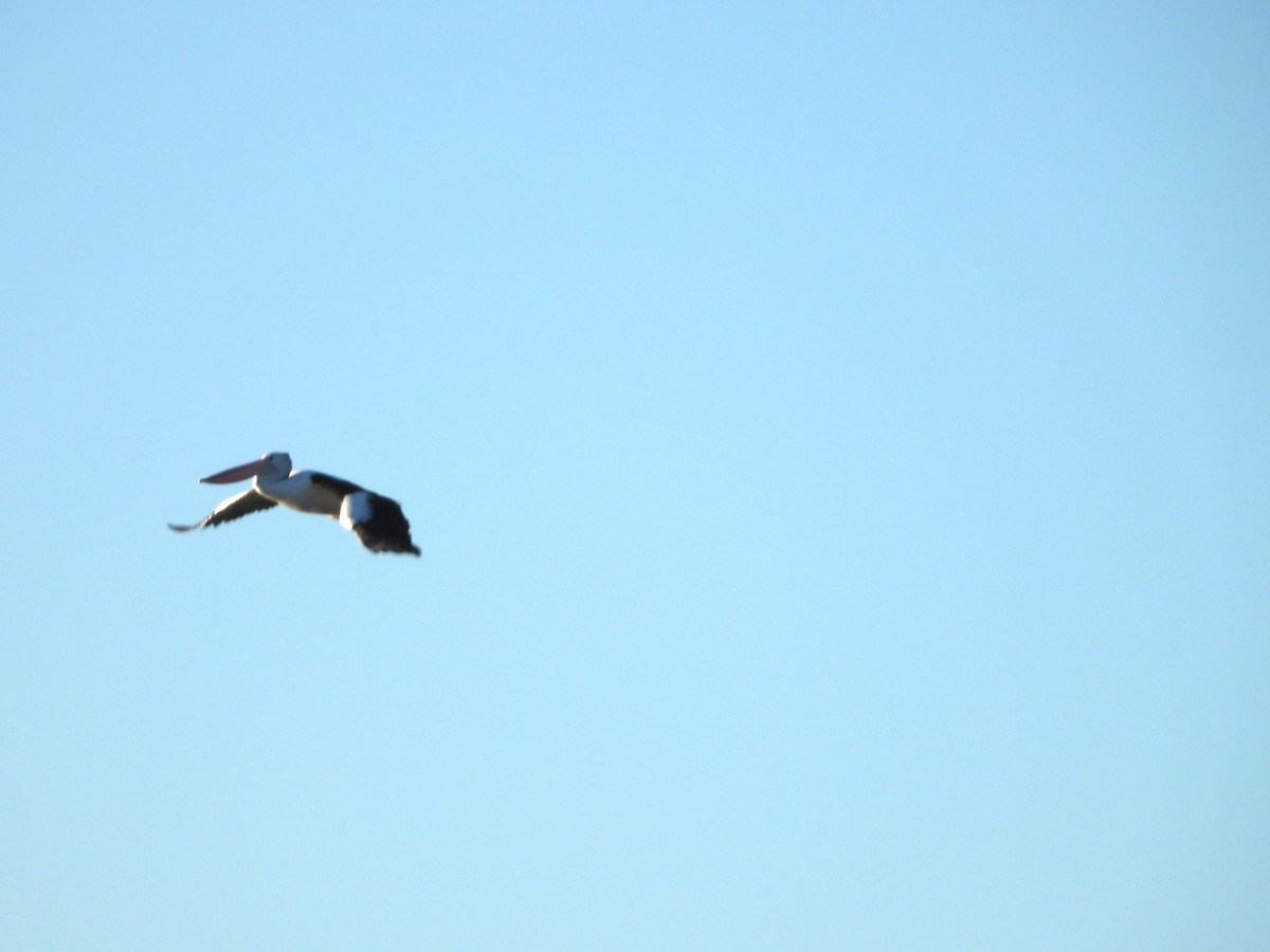 Australian Pelican - ML620770760