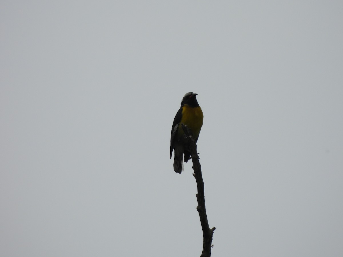 Bananaquit (Greater Antillean) - ML620770772