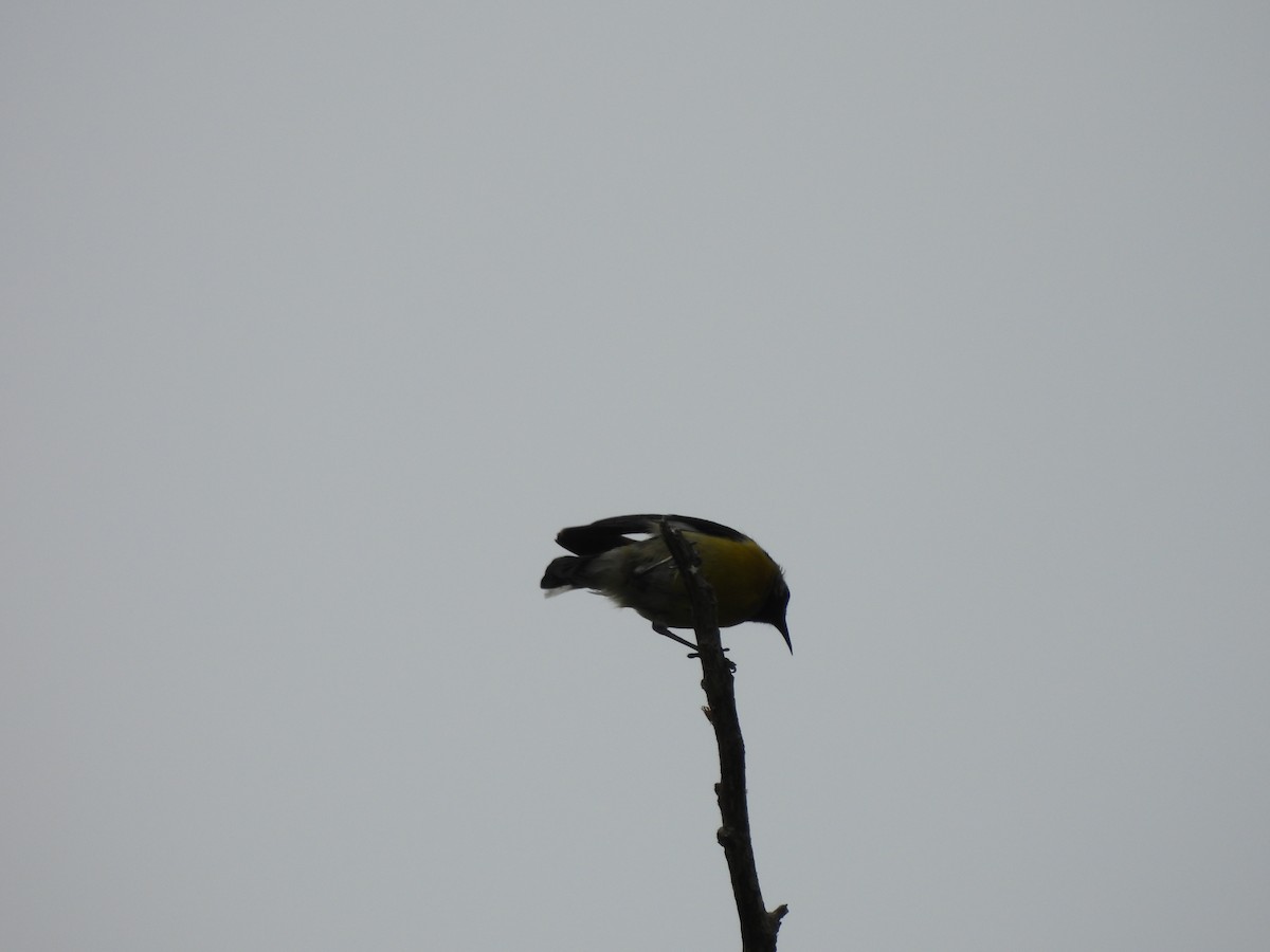 Bananaquit (Greater Antillean) - ML620770773