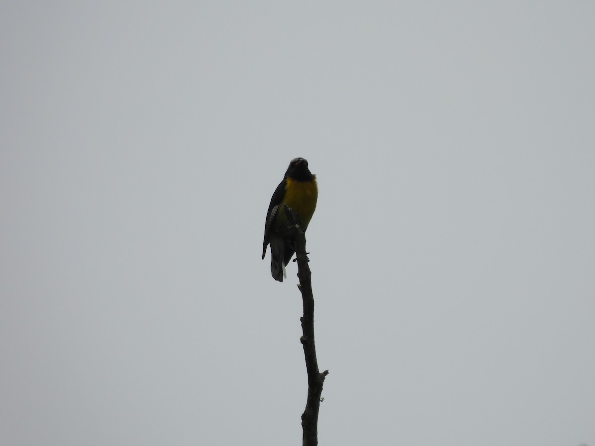 Bananaquit (Greater Antillean) - ML620770774