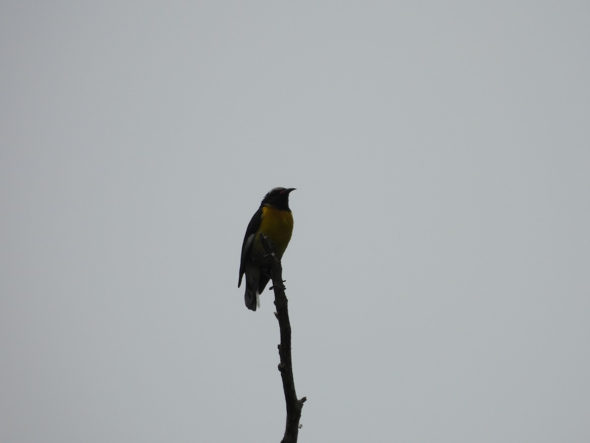 Bananaquit (Greater Antillean) - ML620770775