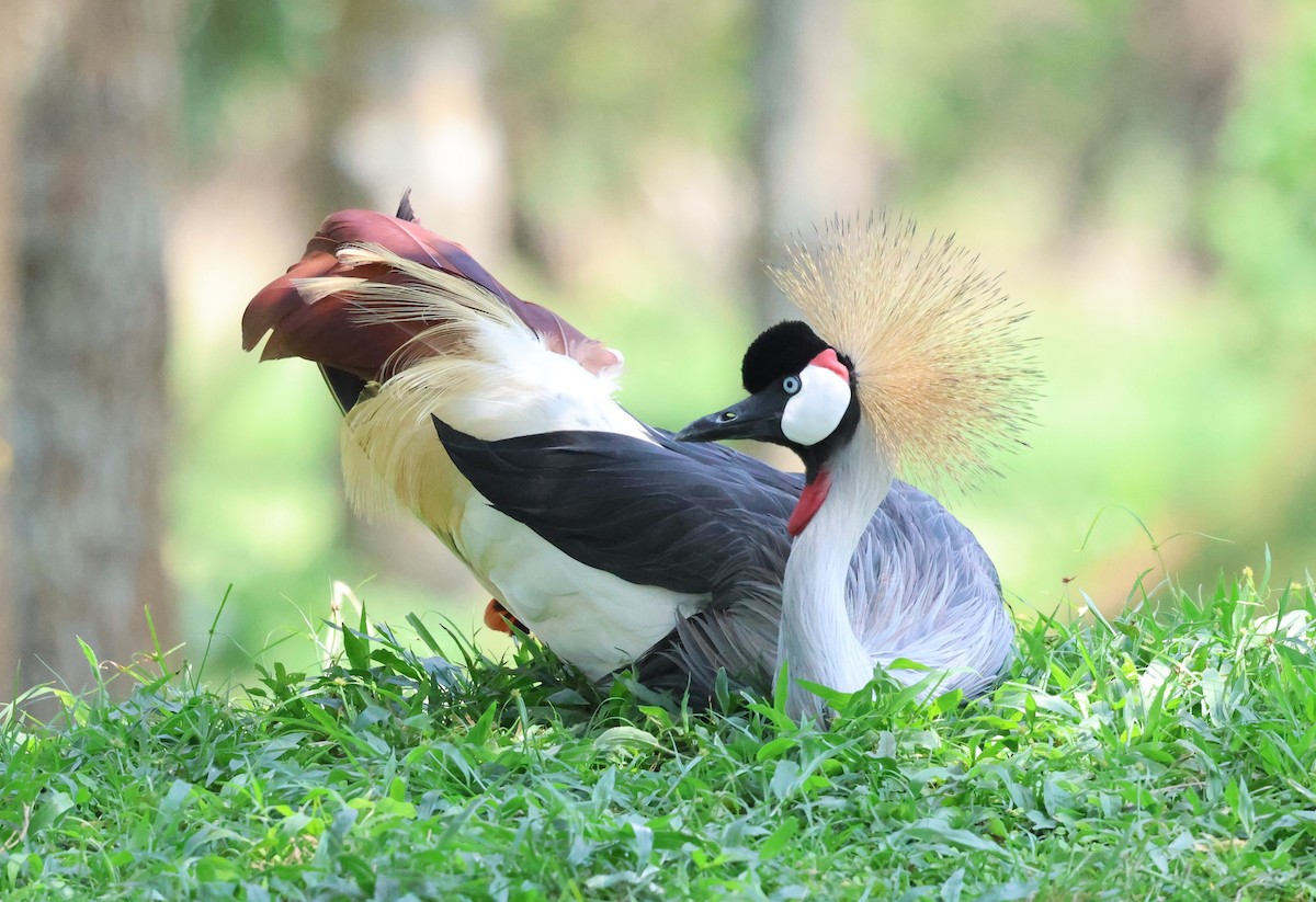 Gray Crowned-Crane - ML620770776