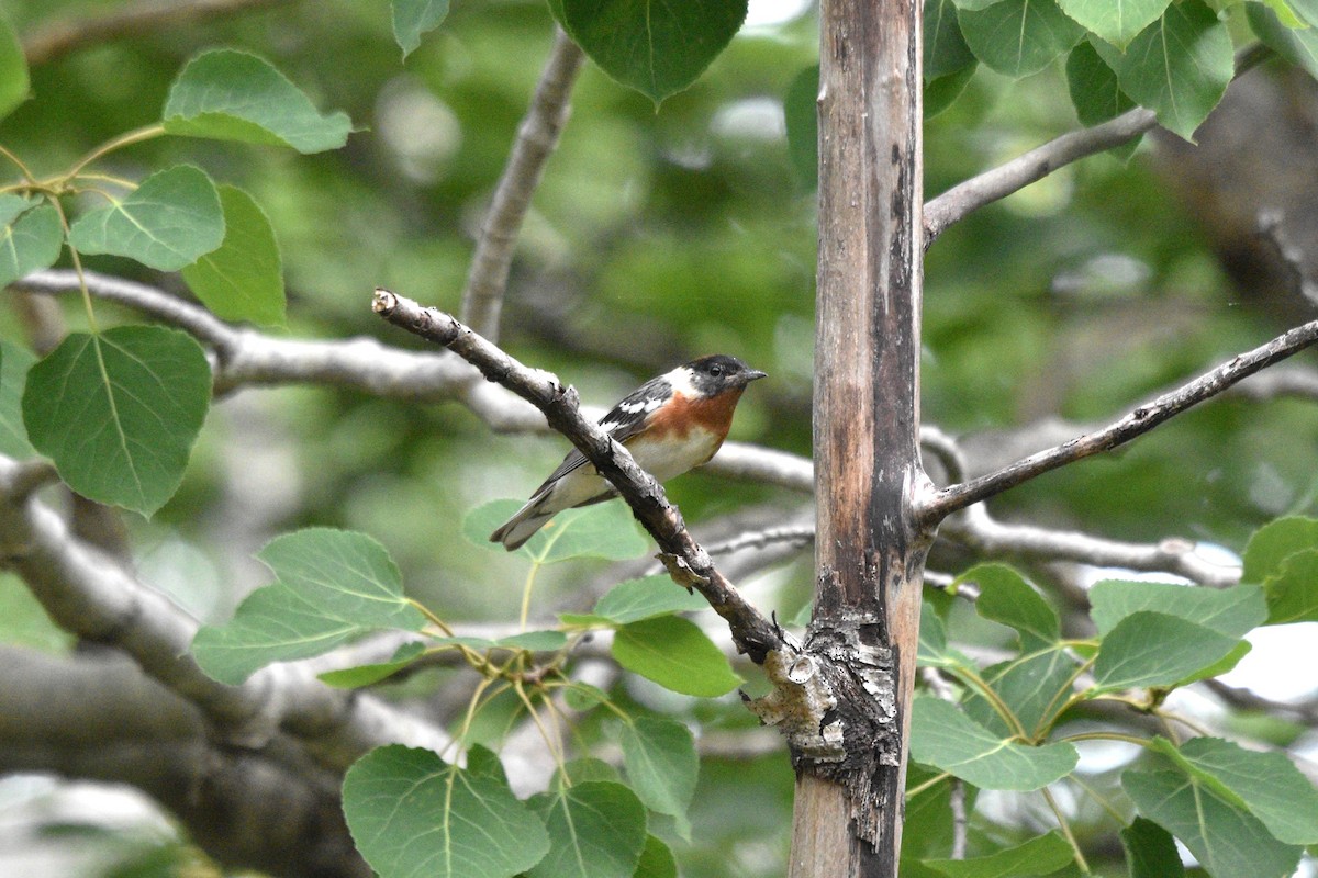 Bay-breasted Warbler - Devin Johnstone