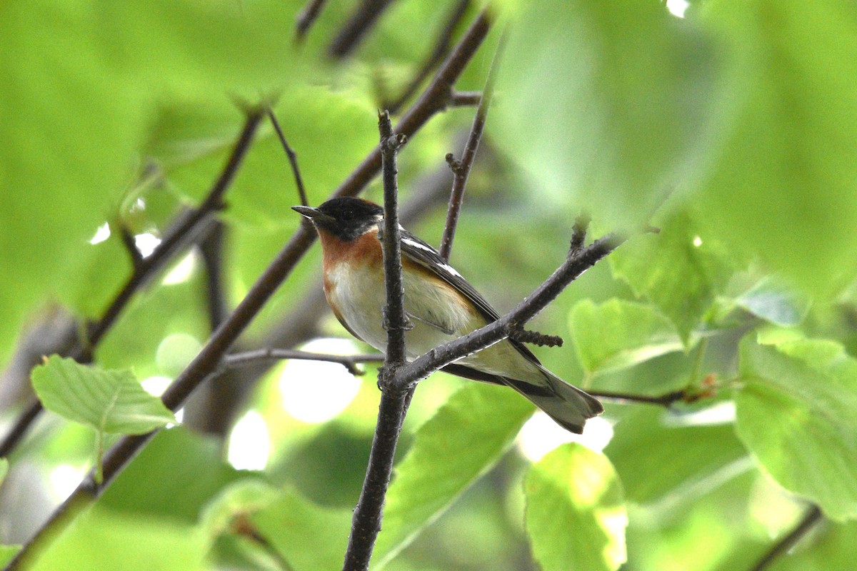 Bay-breasted Warbler - ML620770779