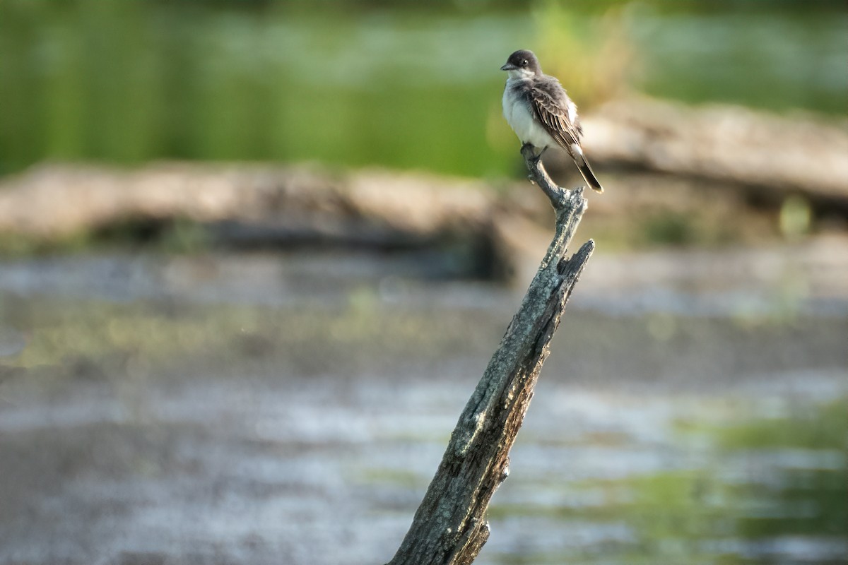 Schieferrücken-Königstyrann - ML620770781