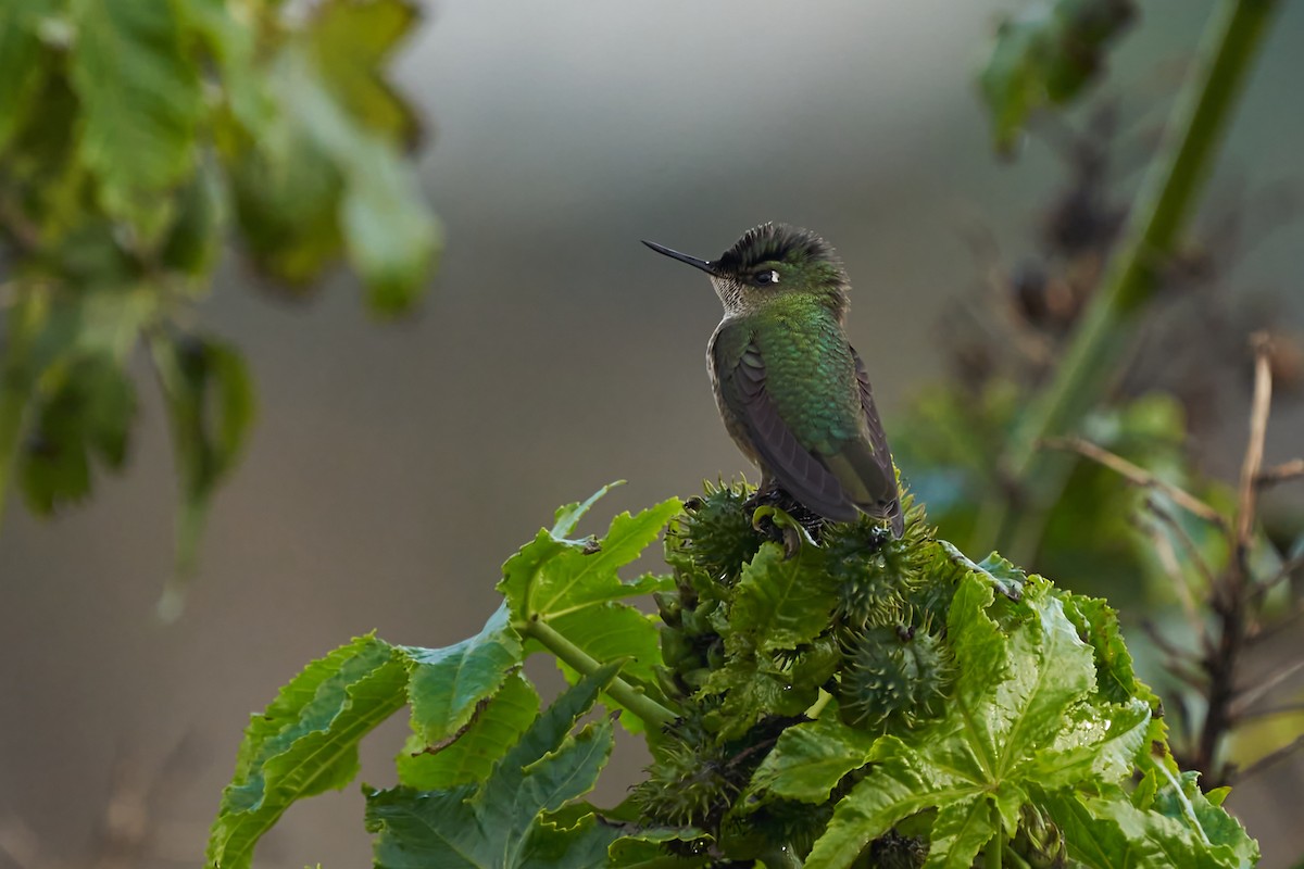 Chilekolibri - ML620770782