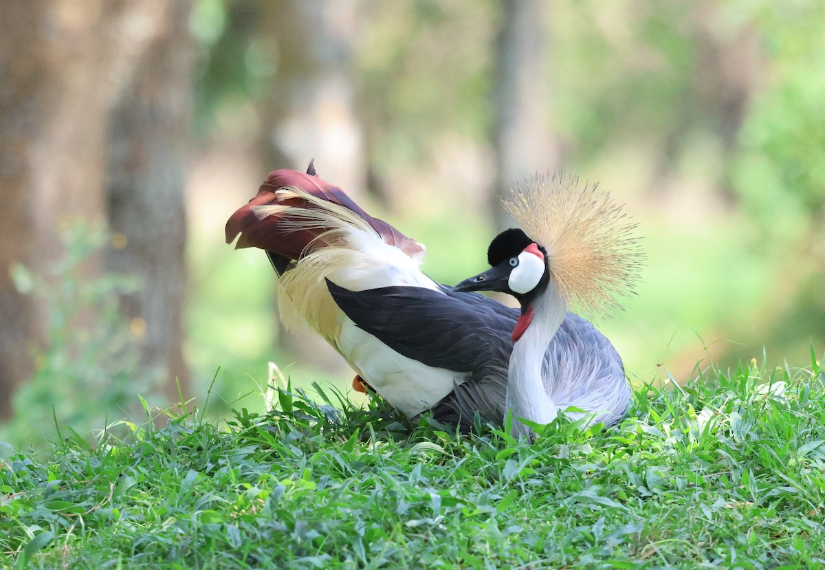 Gray Crowned-Crane - ML620770783