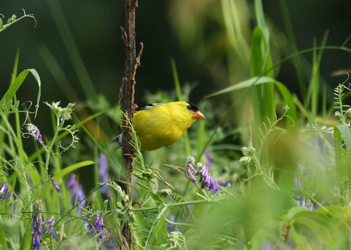 American Goldfinch - ML620770785