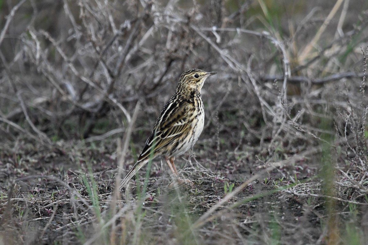 Correndera Pipit - ML620770786