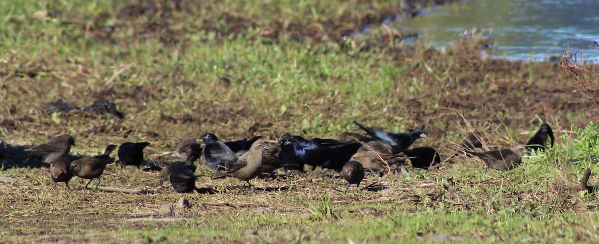 Shiny Cowbird - ML620770787