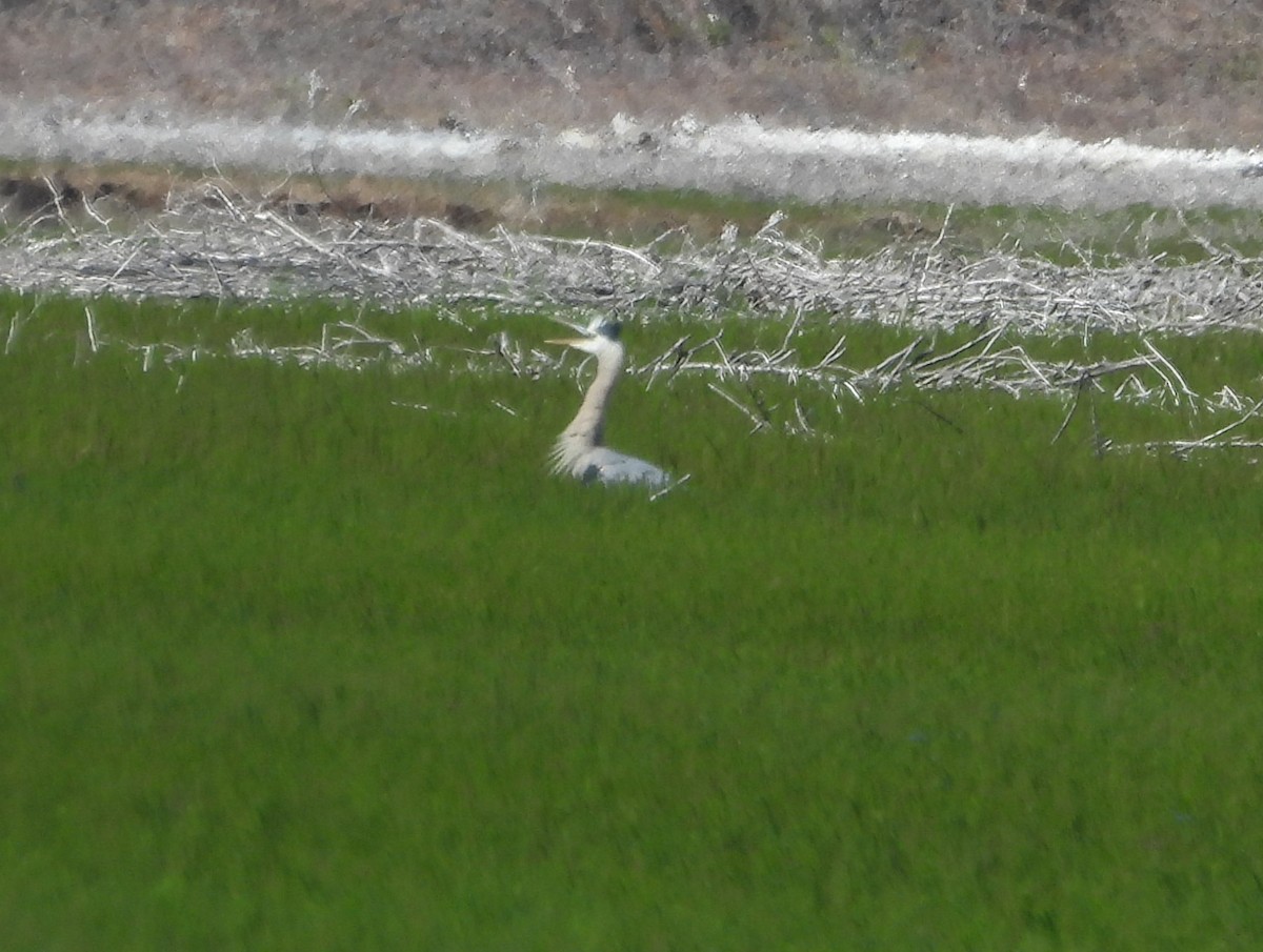 Great Blue Heron - ML620770788