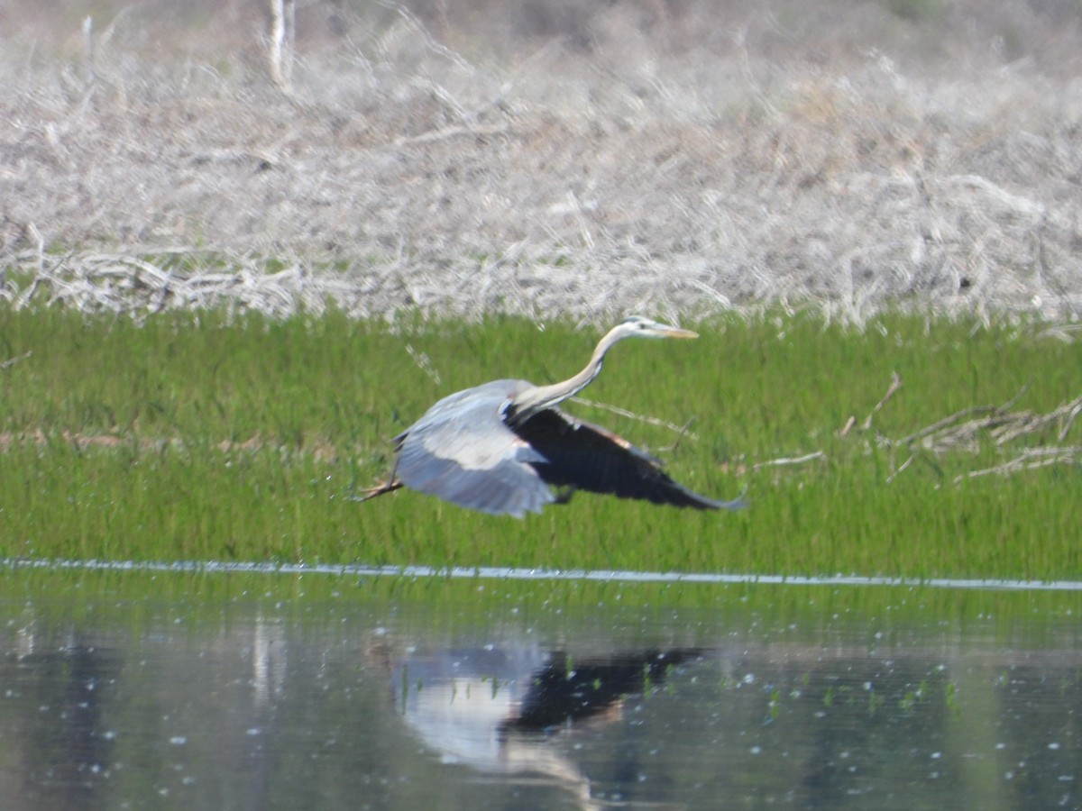 Great Blue Heron - ML620770789