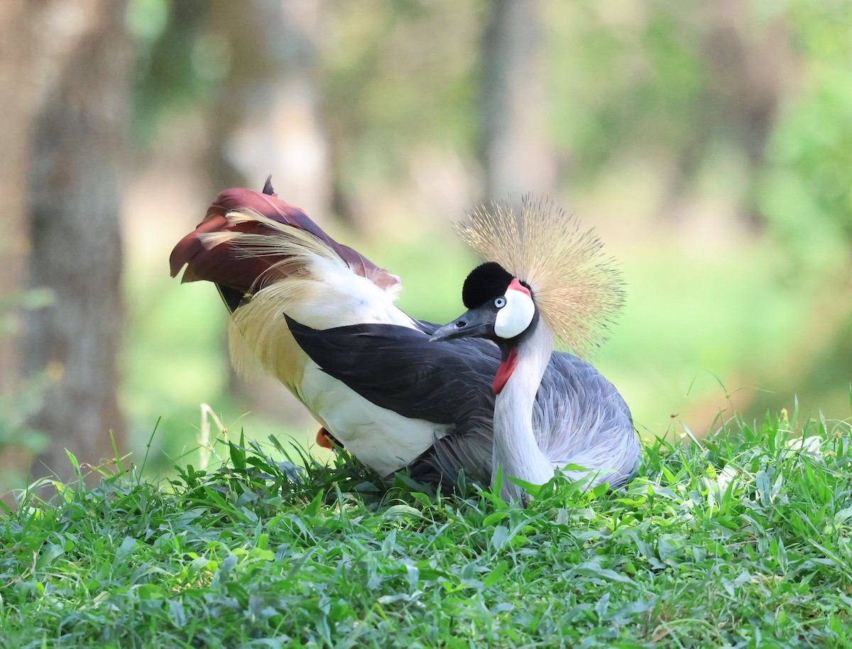 Gray Crowned-Crane - ML620770790